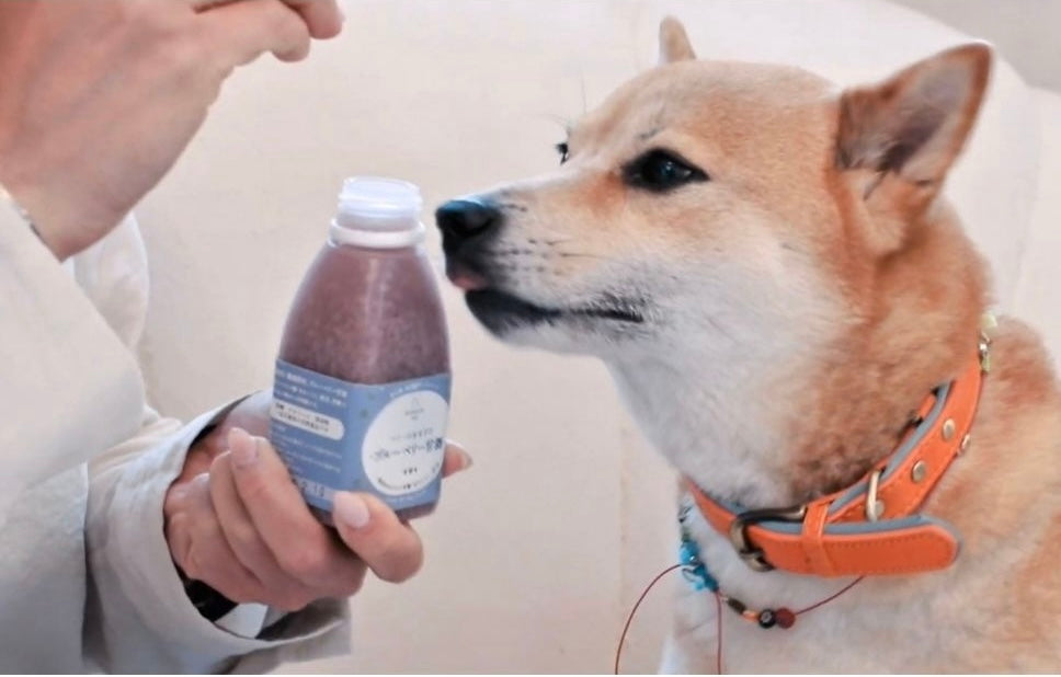 shiba dog eating treats