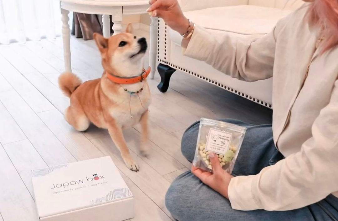 Japaw box shiba dog eating treats with girl