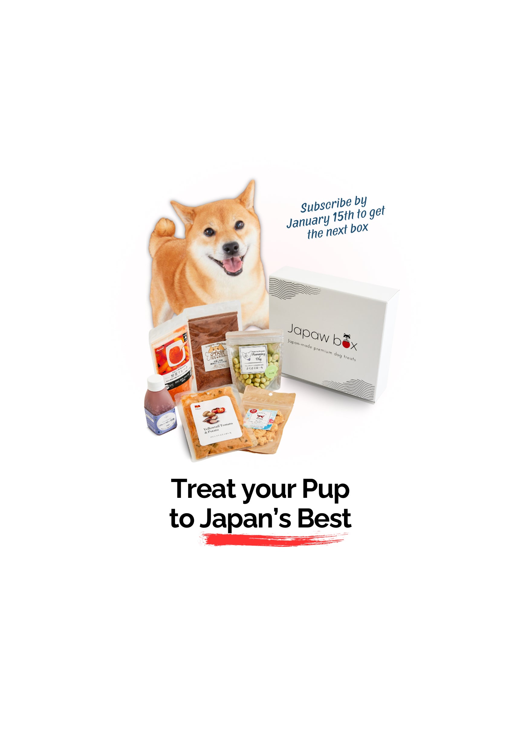 Shiba dog with treats box