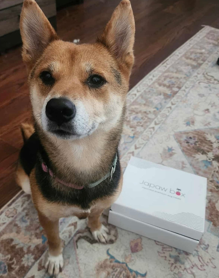 Dog with box