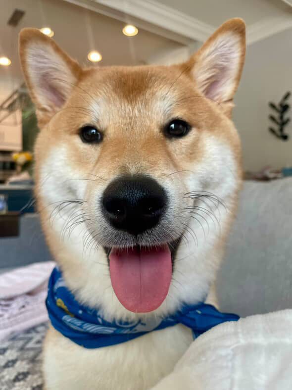 Shiba dog smiling 